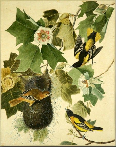 John James Audubon Famous Paintings page 3